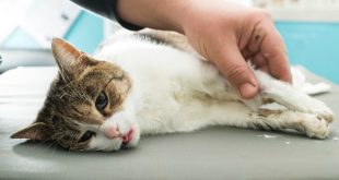 cara mengobati luka pada kucing